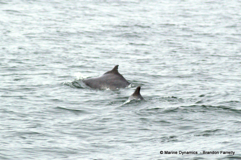 Humpback dolphins, South Africa